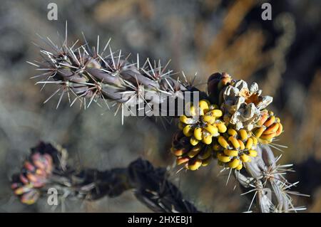 Frutta di Cholla Cactus varicolorata a fine autunno prima della prima neve in New Mexico. Foto Stock