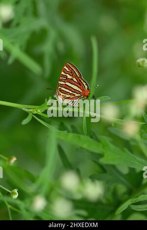 Bella farfalla paacock Pansy o junonia almana è seduta su una foglia verde in una foresta pluviale tropicale, bengala occidentale, india stock foto Foto Stock