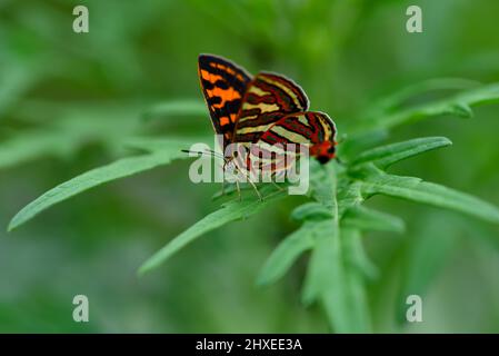 Bella farfalla paacock Pansy o junonia almana è seduta su una foglia verde in una foresta pluviale tropicale, bengala occidentale, india stock foto Foto Stock