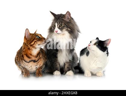 Gatto norvegese della foresta, gatto randagio e gatto bengala di fronte a sfondo bianco Foto Stock