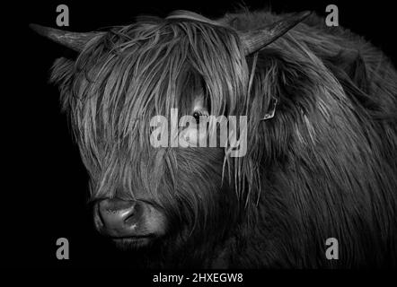Vitello di vacca delle Highland con corna isolato su sfondo nero (Bos taurus taurus) Foto Stock