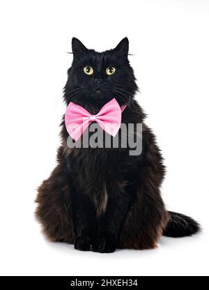 black british longhair di fronte a sfondo bianco Foto Stock