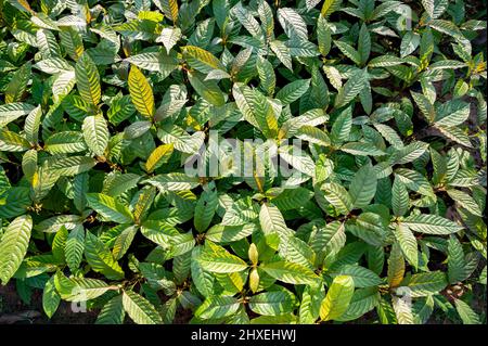 Kratom Mitragyna speciosa verde è un tipo di droga Foto Stock