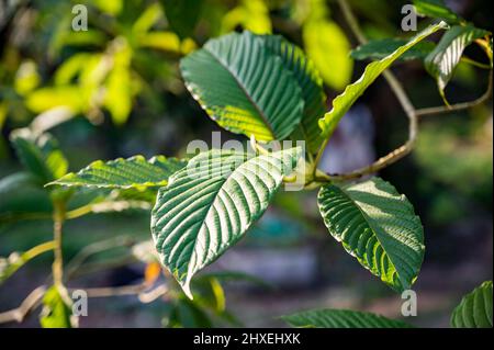 Kratom Mitragyna speciosa verde è un tipo di droga Foto Stock