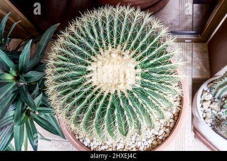 Il cactus rotondo cresce in vaso con ciottoli vicino a piante di giardino privato con piastrelle a pavimento. Spine verdi e brune di cactus alla luce del sole brillante Foto Stock