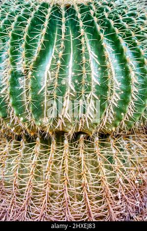 Il cactus rotondo cresce in vaso con ciottoli vicino a piante di giardino privato con piastrelle a pavimento. Spine verdi e brune di cactus alla luce solare brillante estrema c Foto Stock