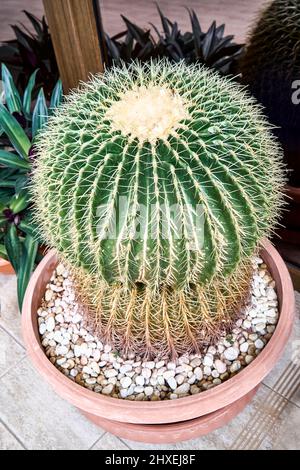 Il cactus rotondo cresce in vaso con ciottoli vicino a piante di giardino privato con piastrelle a pavimento. Spine verdi e brune di cactus alla luce del sole brillante Foto Stock