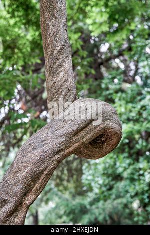 Liana legnosa di gliceria floribunda che cresce contro alberi di foresta densa. La luce del sole illumina il verde vivido foresta estrema closeup Foto Stock