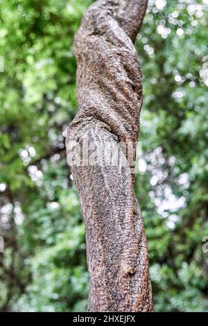 Liana legnosa di gliceria floribunda che cresce contro alberi di foresta densa. La luce del sole illumina il verde vivido foresta estrema closeup Foto Stock