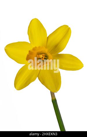 Daffodil giallo in primo piano su sfondo bianco Foto Stock