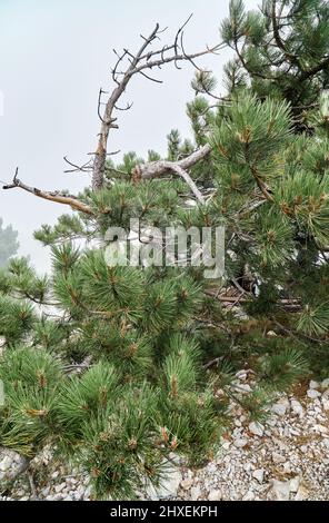 Pino albero con rami secchi cresce sul bordo di ripida rupe in chioseup giorno nebbiosa. Incredibile paesaggio di montagna con fauna selvatica. Godetevi la bellezza della natura Foto Stock