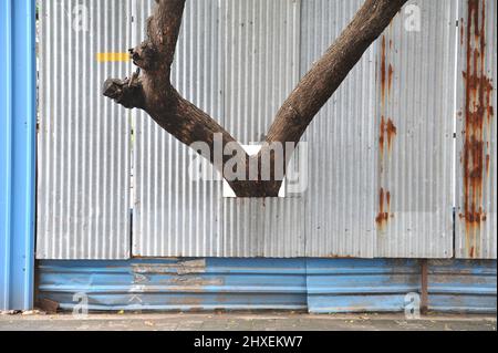 Pondicherry, India - 14 Dicembre 2021: Il tronco di un albero che esce da un cantiere. Foto Stock