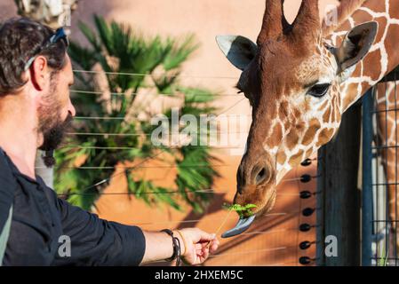 Giraffa mangiare erba verde da un uomo la sua mano vicino. Closeup giraffa mangiare foglie dalle mani. Un uomo che alimenta una giraffa in una giornata di sole. Fu Foto Stock