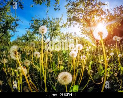 Il fantastico frutteto di mele è illuminato dalla luce del sole e dal cielo blu. Scena pittoresca e splendida. Luogo luogo Ucraina, Europa. Mondo di bellezza. INSTAGR Foto Stock