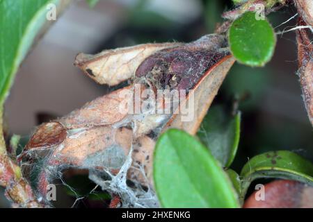 Ancilis tineana è una falena della famiglia Tortricidae. Larve - le colonne di cerro possono diventare una peste in frutteti e giardini. Foglie ferite Cotoneaster pianta. Foto Stock