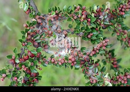 Ancilis tineana è una falena della famiglia Tortricidae. Larve - le colonne di cerro possono diventare una peste in frutteti e giardini. Foglie ferite Cotoneaster pianta. Foto Stock