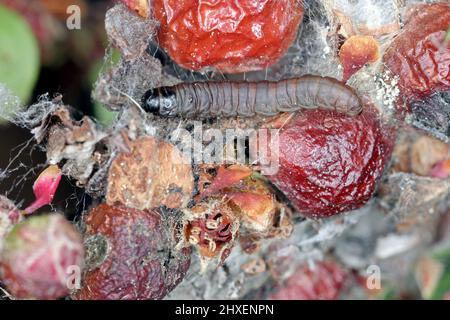 Ancilis tineana è una falena della famiglia Tortricidae. Larve - le colonne di cerro possono diventare una peste in frutteti e giardini. Caterpillar su arbusto Cotoneaster Foto Stock