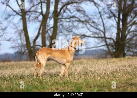 Bel cane borzoi Saluki o kazakh grigiastra Tazy in piedi su un campo rurale sfondo Foto Stock