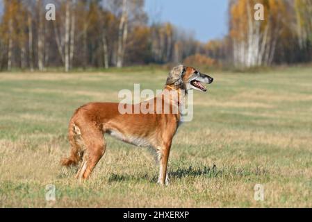 Bel cane borzoi Saluki o kazakh grigiastra Tazy in piedi su un campo rurale sfondo Foto Stock