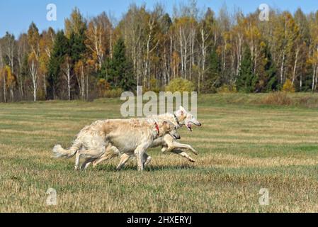 Due wolfound di caccia russi bianchi che attraversano il campo d'autunno Foto Stock