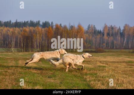 Due wolfound di caccia russi bianchi che attraversano il campo d'autunno Foto Stock