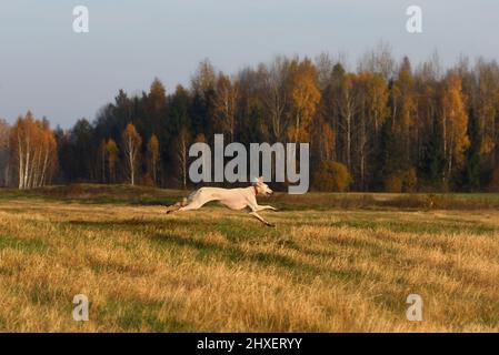 Bel cane borzoi Saluki o kazakh grigiastra Tazy che corre attraverso il campo d'autunno Foto Stock