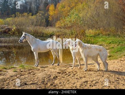 Cavallo bianco in piedi con due bellissimi cani da lufhound russi su una riva del fiume Foto Stock