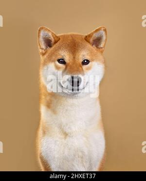 Carino ritratto di sorridente Shiba inu cane guardando in fotocamera isolato su sfondo giallo Foto Stock