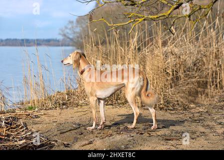 Bel cane borzoi Saluki o kazakh grigiastra Tazy in piedi su uno sfondo di una riva del fiume Foto Stock