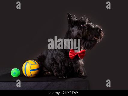Cucciolo di Scotch terrier di sei mesi in cravatta rossa giocando con palle su sfondo nero Foto Stock