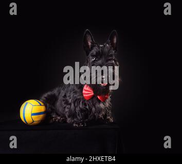 Cucciolo di Scotch terrier di sei mesi in cravatta rossa giocando con palla gialla su sfondo nero Foto Stock