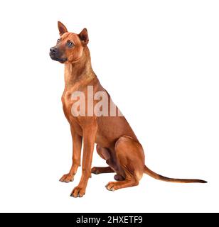 Cucciolo seduto di rosso Thai Ridgeback cane isolato su uno sfondo bianco Foto Stock