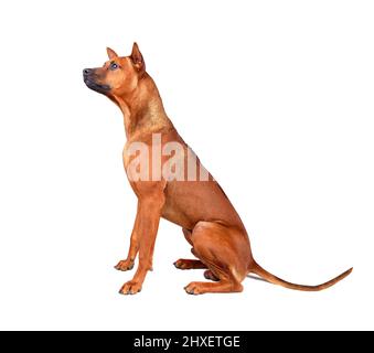 Seduto giovane rosso Thai Ridgeback cane isolato su uno sfondo bianco Foto Stock