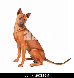 Giovane rosso tailandese Ridgeback cane seduto isolato su uno sfondo bianco Foto Stock