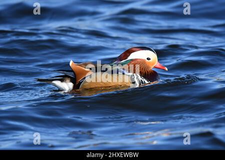 Anatra mandarino in acqua. Fauna selvatica sulle riserve di Tring, vicino Aston Clinton, Buckinghamshire, Regno Unito Foto Stock