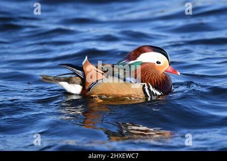 Anatra mandarino in acqua. Fauna selvatica sulle riserve di Tring, vicino Aston Clinton, Buckinghamshire, Regno Unito Foto Stock
