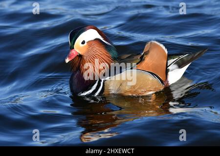 Anatra mandarino in acqua. Fauna selvatica sulle riserve di Tring, vicino Aston Clinton, Buckinghamshire, Regno Unito Foto Stock