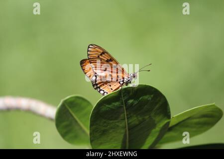 Una farfalla gialla arroccata su alcune foglie Foto Stock