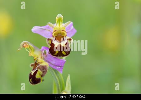 Ape Orchidea (Apifera di Ophrys) fioritura. Cherhill giù, vicino Calne, Wiltshire, Inghilterra. Giugno. Foto Stock