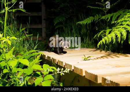 Polecat (Mustela putorius) adulto su un ponte pedonale. Powys Wales. Luglio. Fotografia scattata di notte utilizzando una trappola per fotocamera. Foto Stock