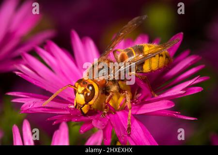 European Hornet (Vespa crabro) lavoratore adulto che si alimenta in un fiore di margherita Michealmas. Powys, Galles. Settembre. Foto Stock
