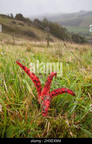 Dita del diavolo (Clithrus archeri) fungo fruttato corpo in pascoli collinari. Powys, Galles. Ottobre. Foto Stock