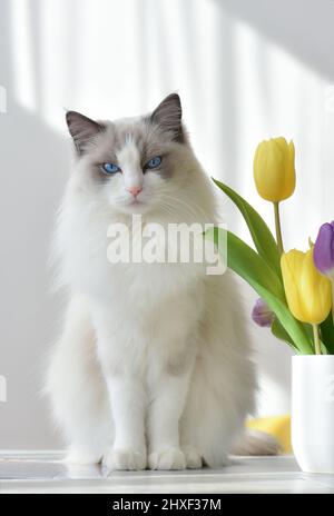 Bellissimo gatto ragdoll bicolore bianco con occhi blu seduti sul tavolo alla luce del sole accanto al vaso con tulipani. Foto Stock