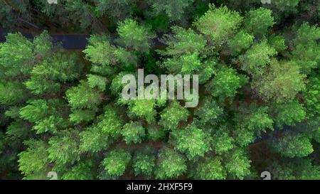 Vista della foresta da elicotteri. Clip. Alberi verdi enormi e alti nella foresta accanto alla strada Foto Stock