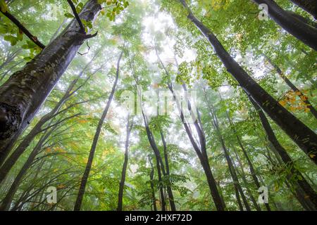 Alti alberi nella foresta vista dal basso verso l'alto Foto Stock