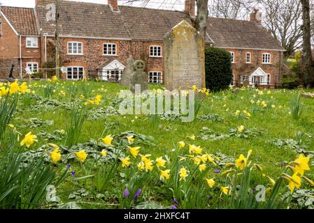I naffodoli primaverili nel cimitero di St Peter e St Paul a Over Stowey nel Somerset britannico di Quantock Hills Foto Stock