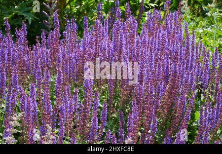 Colpisce le guglie viola di Salvia nemorosa in un confine erbaceo di un giardino di campagna inglese Regno Unito Foto Stock