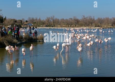 I visitatori osservano i fenicotteri nel parco ornitologico di Pont de Gau, situato vicino a Saintes Maries de la Mer nella Camargue. Les-Saintes-Maries-de-la-Mer, Camargue, Francia Foto Stock