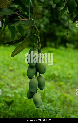 Incredibili benefici per la salute del mango e perché si deve avere questa estate Mango contiene vitamine e minerali. Mango contiene vitamine Foto Stock