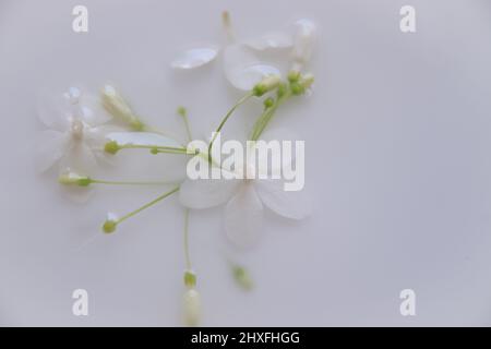 Delicati fiori bianchi in un bagno terapeutico al latte per mostrare il concetto di comfort sostenibile e tranquillità della primavera Foto Stock